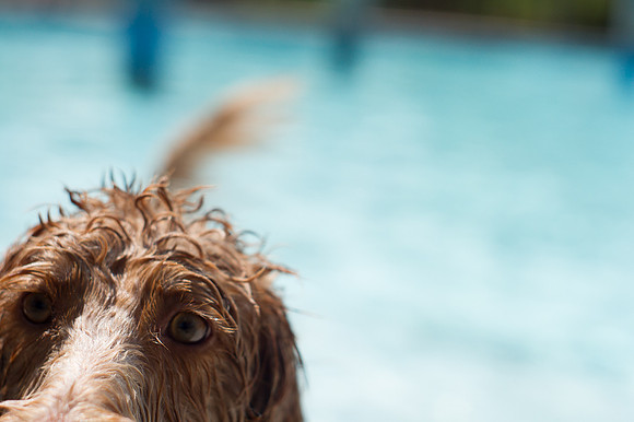 Dog Daze | Stapleton MCA