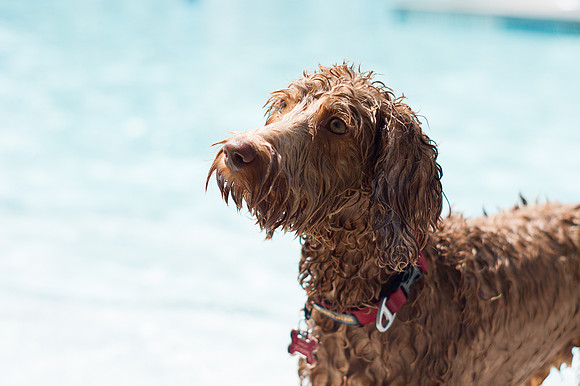Dog Daze | Stapleton MCA