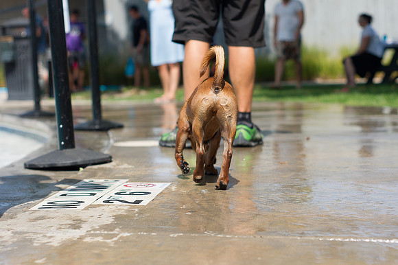 Dog Daze | Stapleton MCA