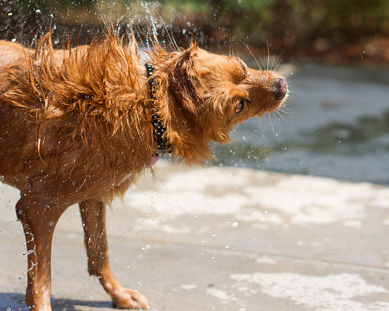 Dog Daze | Stapleton MCA