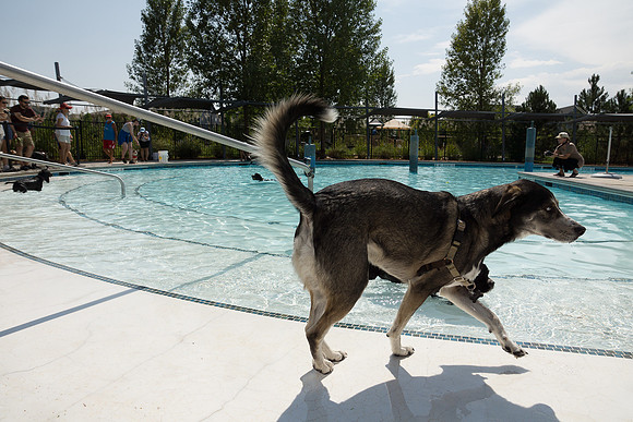 Dog Daze | Stapleton MCA