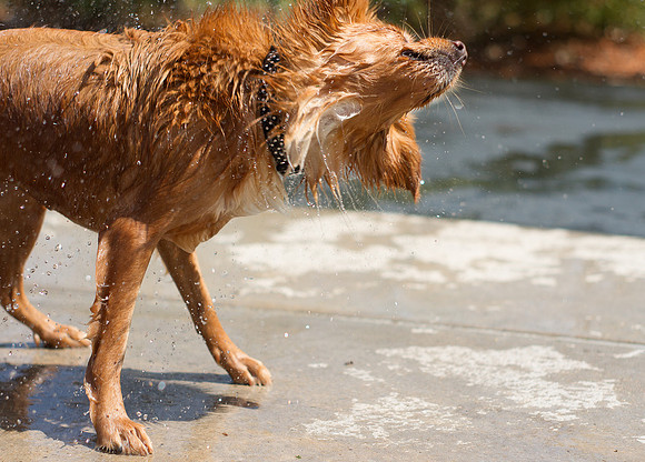 Dog Daze | Stapleton MCA
