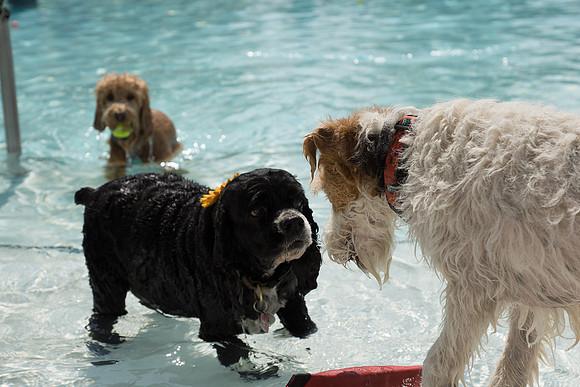 Dog Daze | Stapleton MCA
