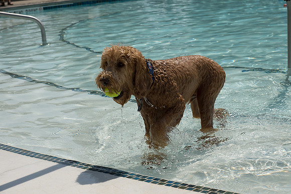 Dog Daze | Stapleton MCA