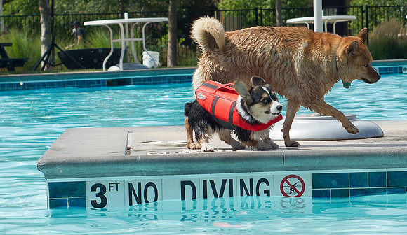 Dog Daze | Stapleton MCA