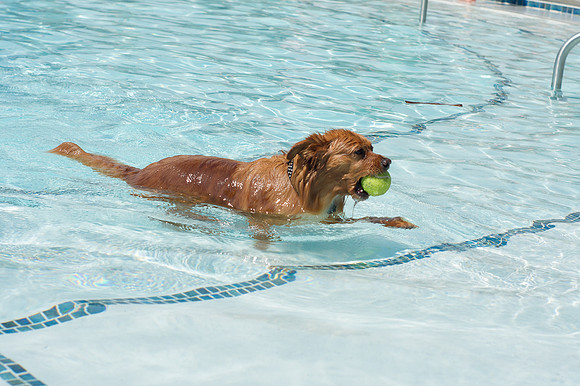 Dog Daze | Stapleton MCA