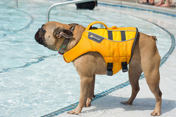 Dog Daze | Stapleton MCA