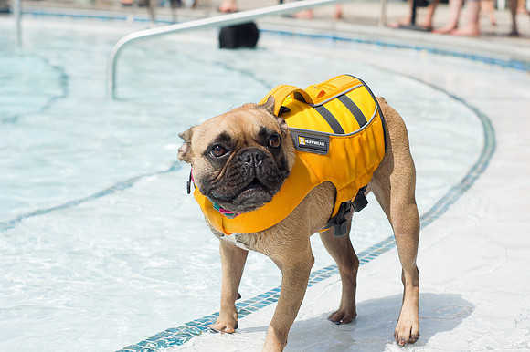 Dog Daze | Stapleton MCA