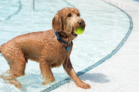 Dog Daze | Stapleton MCA