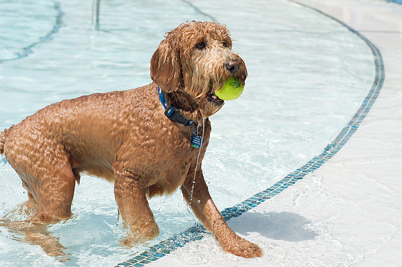 Dog Daze | Stapleton MCA