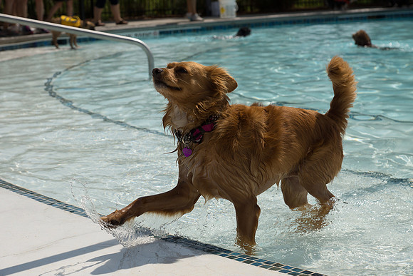 Dog Daze | Stapleton MCA