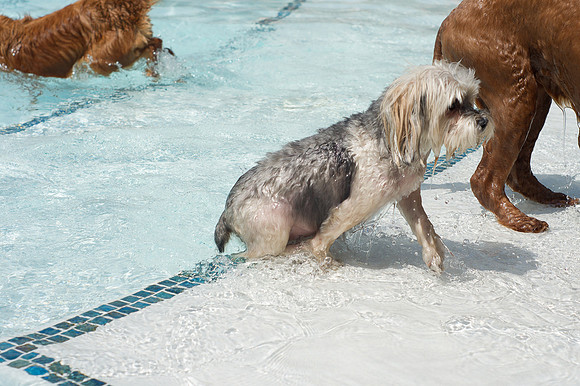 Dog Daze | Stapleton MCA