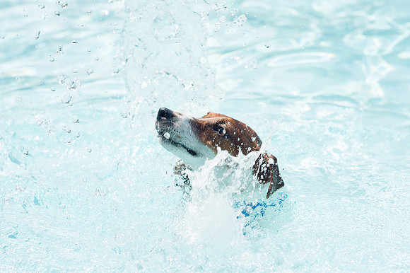 Dog Daze | Stapleton MCA