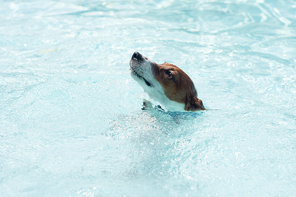 Dog Daze | Stapleton MCA