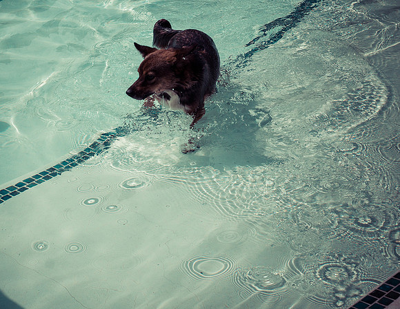 Dog Daze | Stapleton MCA