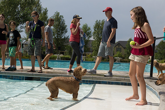 Dog Daze | Stapleton MCA