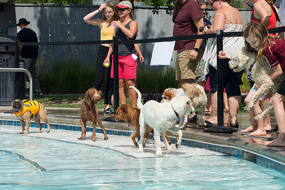 Dog Daze | Stapleton MCA