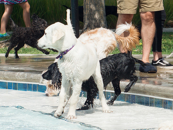 Dog Daze | Stapleton MCA