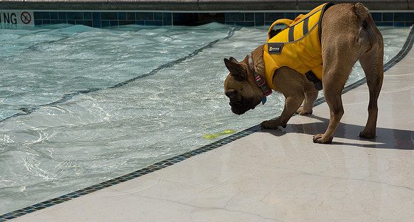 Dog Daze | Stapleton MCA