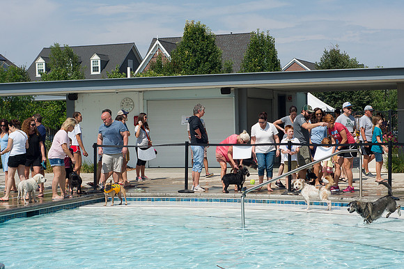 Dog Daze | Stapleton MCA