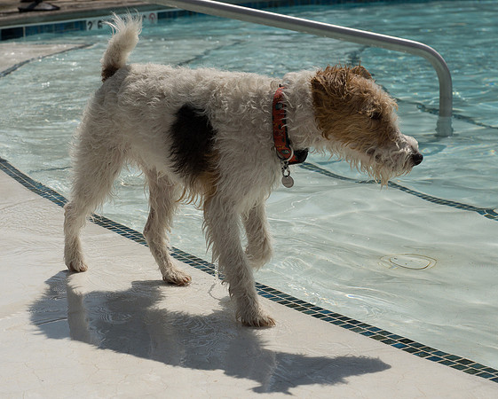 Dog Daze | Stapleton MCA