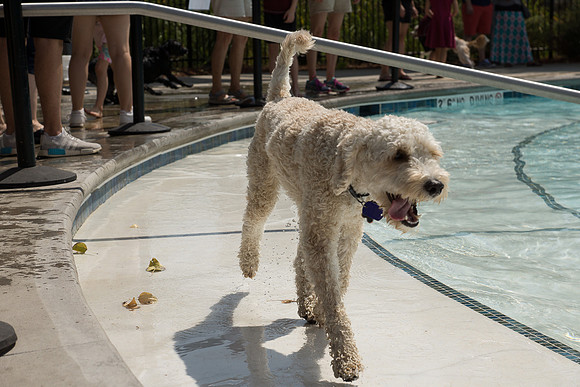 Dog Daze | Stapleton MCA