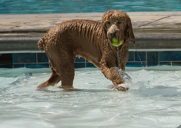 Dog Daze | Stapleton MCA