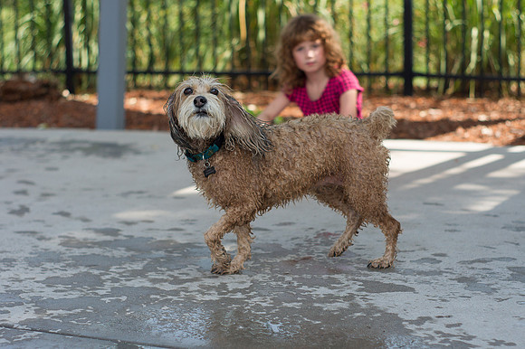 Dog Daze | Stapleton MCA