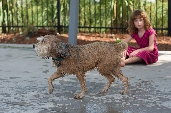 Dog Daze | Stapleton MCA