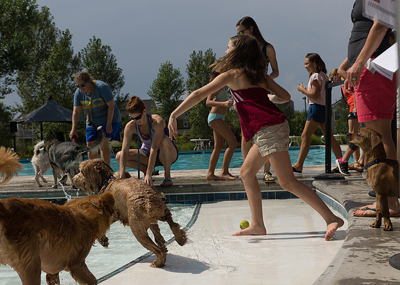 Dog Daze | Stapleton MCA
