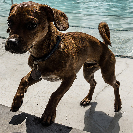 Dog Daze | Stapleton MCA