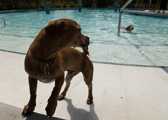 Dog Daze | Stapleton MCA