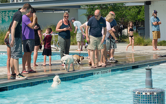 Dog Daze | Stapleton MCA