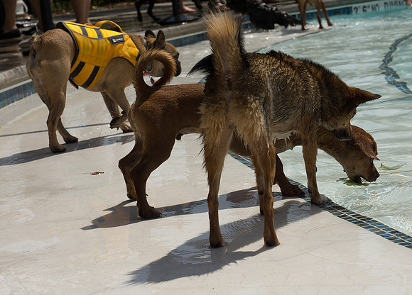 Dog Daze | Stapleton MCA