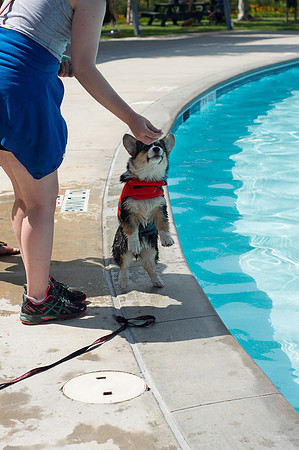 Dog Daze | Stapleton MCA