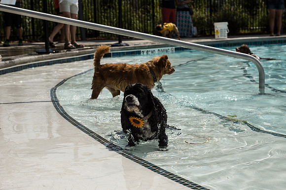 Dog Daze | Stapleton MCA