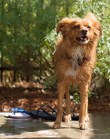 Dog Daze | Stapleton MCA