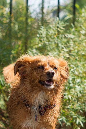 Dog Daze | Stapleton MCA