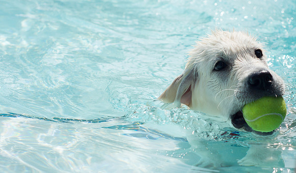 Dog Daze | Stapleton MCA