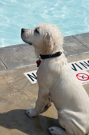 Dog Daze | Stapleton MCA