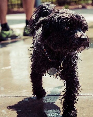 Dog Daze | Stapleton MCA