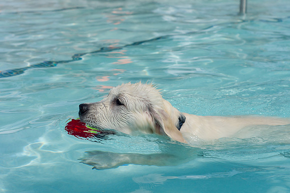 Dog Daze | Stapleton MCA