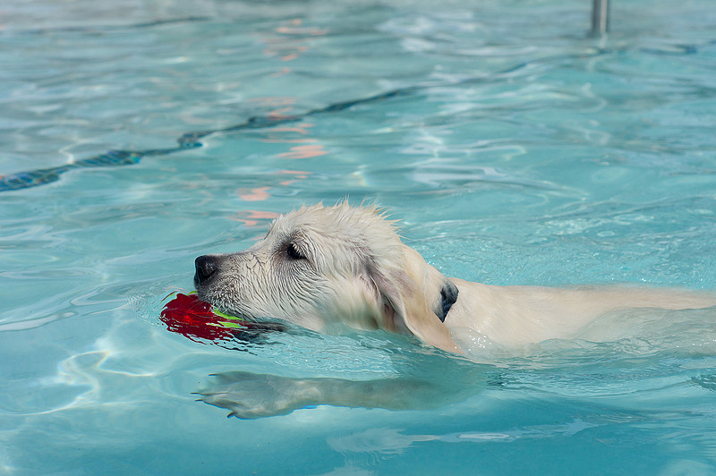 Dog Daze | Stapleton MCA