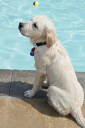 Dog Daze | Stapleton MCA