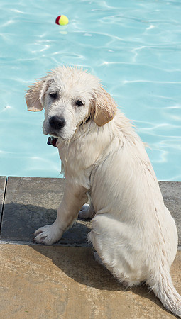Dog Daze | Stapleton MCA