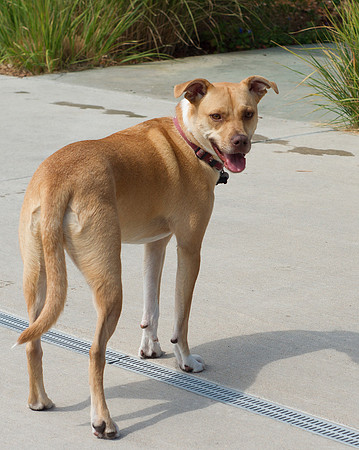 Dog Daze | Stapleton MCA