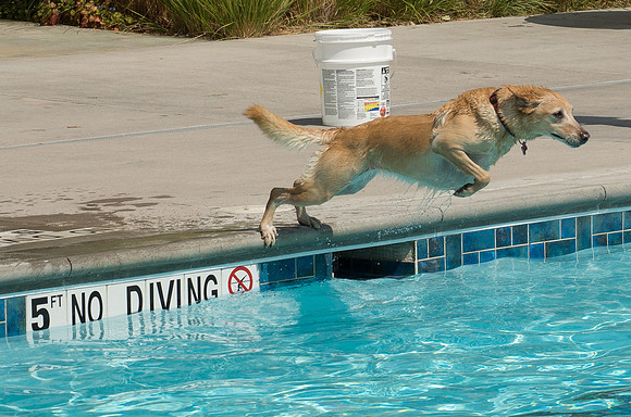 Dog Daze | Stapleton MCA