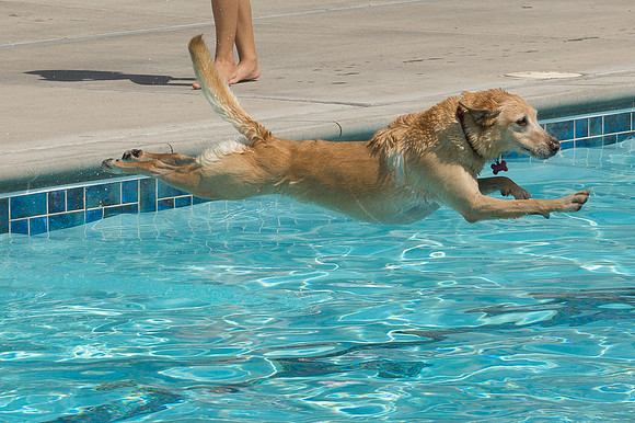 Dog Daze | Stapleton MCA