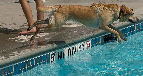 Dog Daze | Stapleton MCA