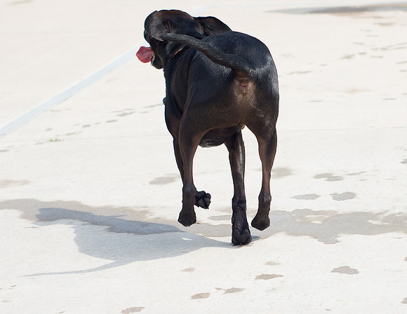 Dog Daze | Stapleton MCA